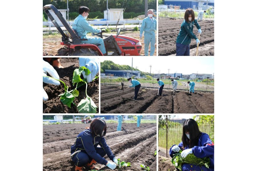 Part18「🌱さつまいもの植付け🌱」の写真