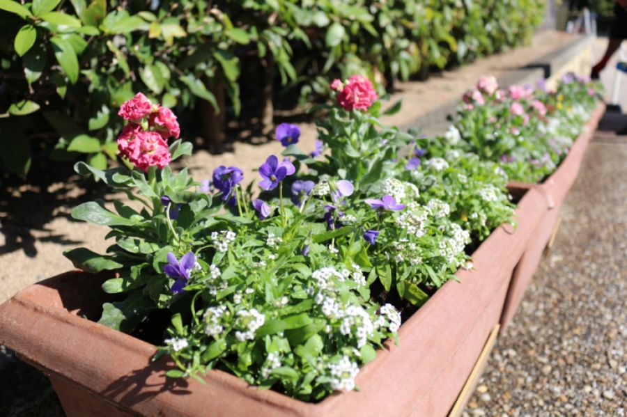 姫路城の花の植え替えを行いましたの写真